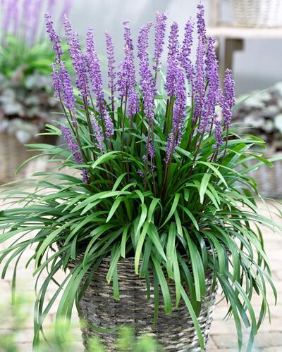 Liriope muscari Royal Purple 15 Plants in 3-1/2 in Pots