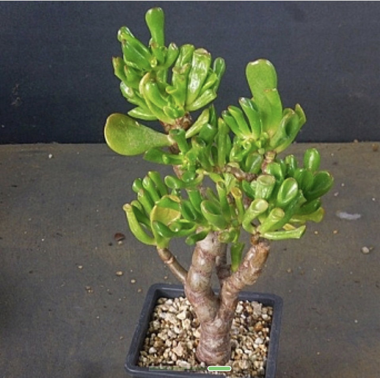 2x Gollum Jade Cuttings- Finger Jade Plants (Crassula ovata ‘Gollum’)