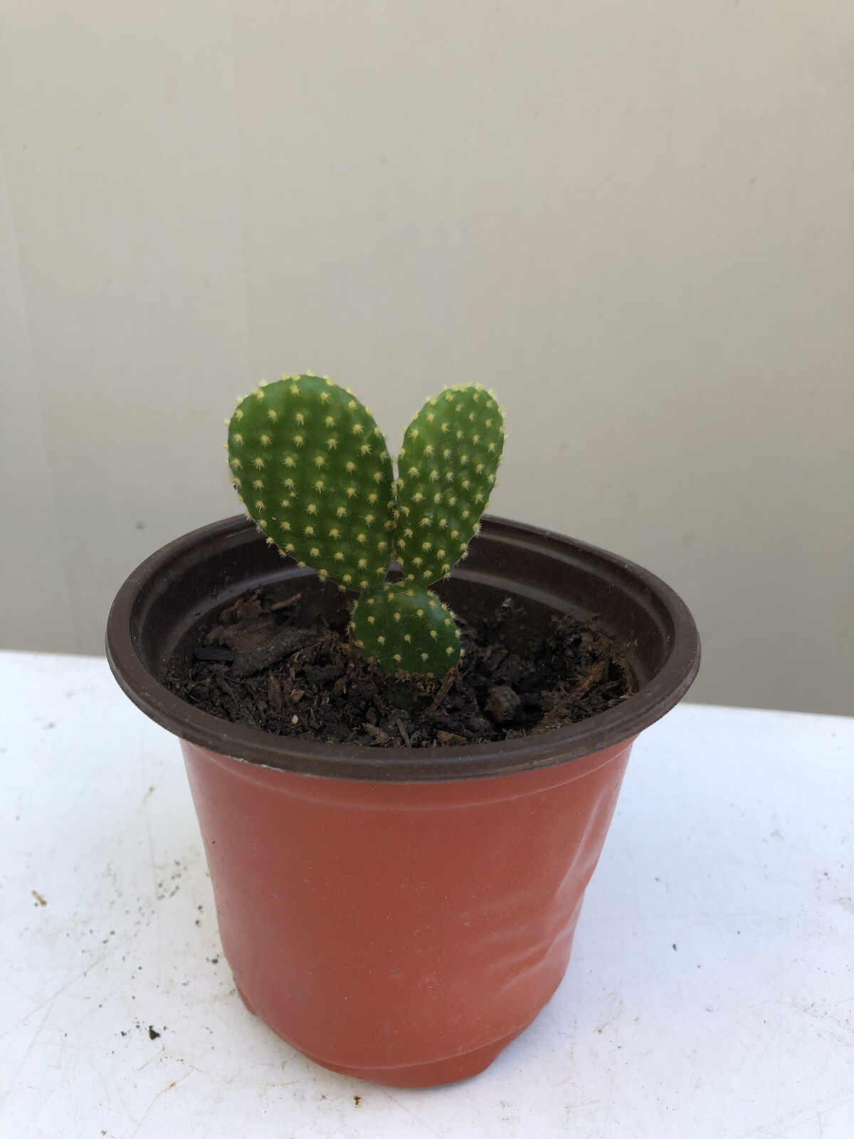 4 Bunny Ears Opuntia Microdasys Cactus Succulent With Pot Live Plant