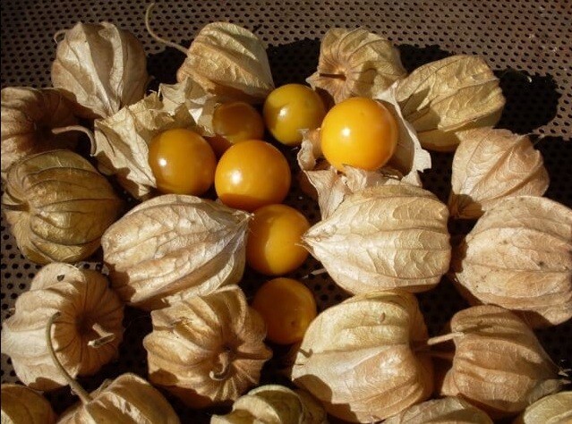 LIVE Seedlings! Choose from a selection of rare Vegetable & Herb heirloom plants