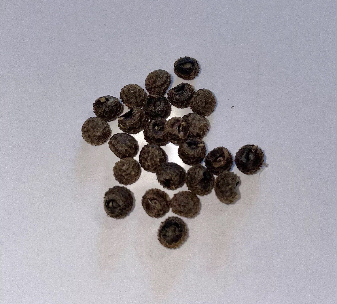 BLACK EYED SUSAN VINE 20 Seeds Thunbergia Alata