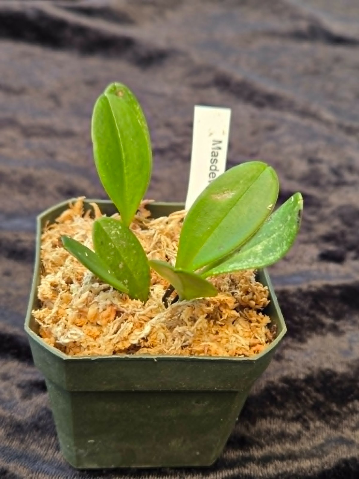 Masdevallia decumana