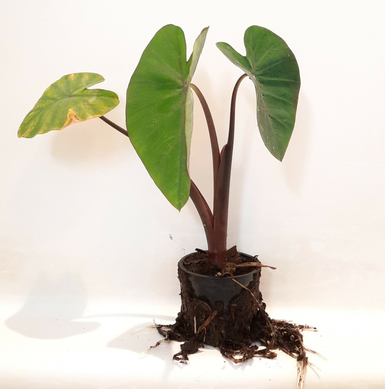 Live Violet Stem Taro Tropical Marginal Aquatic Pond/Bog Plant