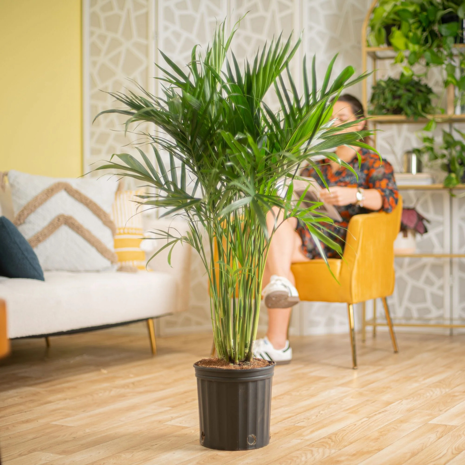 36-48″ Tall Cat Palm, Bright Indirect Sunlight, Indoor Live House Plants in Nurs
