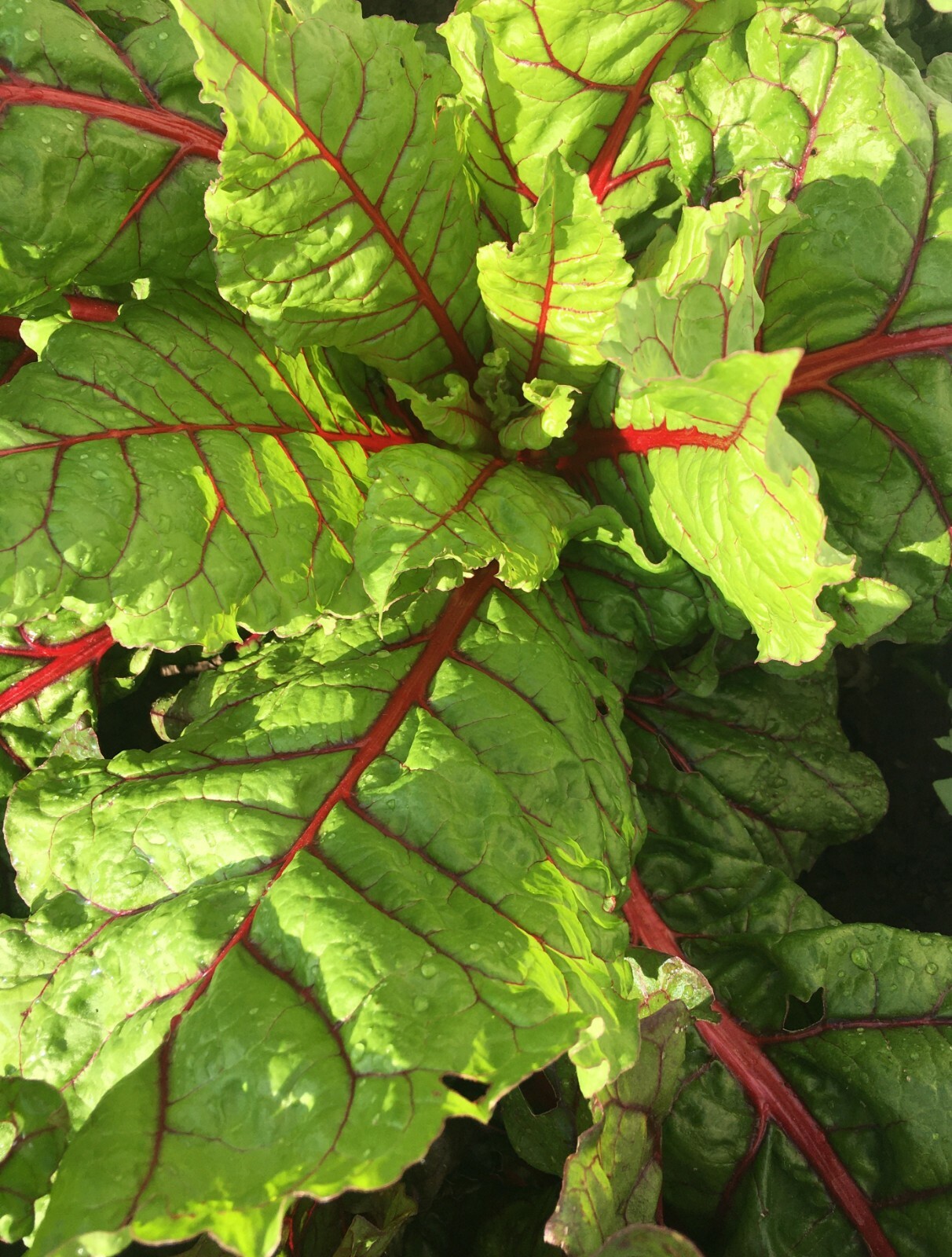 50+Organic Swiss Chard Seeds Rhubarb Perpetual Spinach Garden Fresh USA