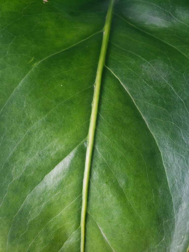 Anthurium Brownii 6″ pot, Fedex 2day