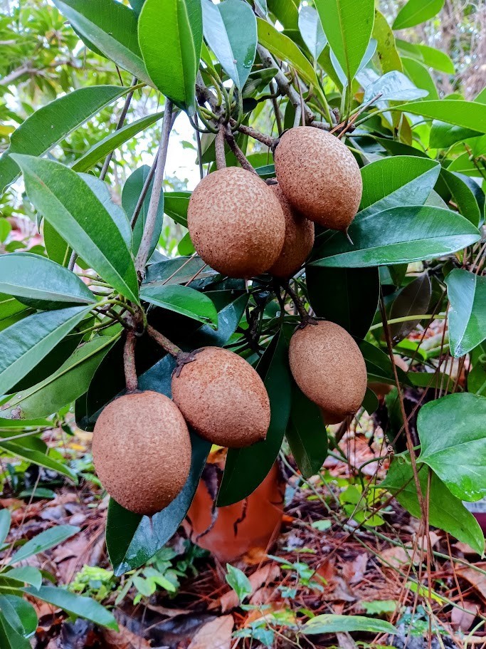 Morena Sapodilla Nispero Manilkara zapota – Live Plant!