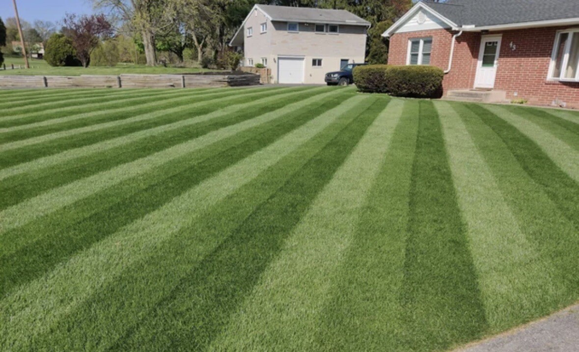 4 Lbs Overseeding Grass Seeds. Kentucky Bluegrass And Perennial Ryegrass 50/50
