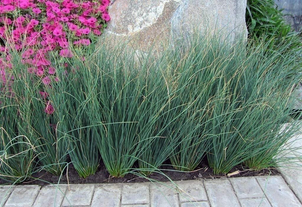 Blue Arrow Rush Grass | 2 Inch | Juncus inflexus | Ornamental Border Plant