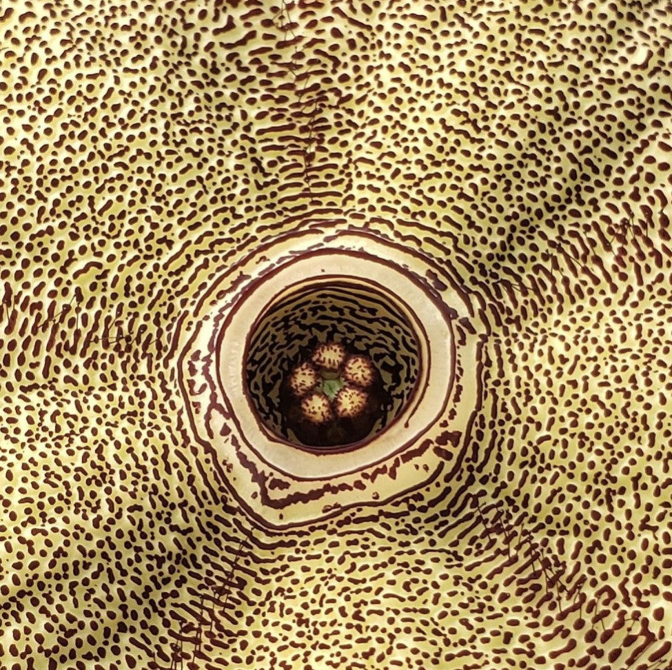 Edithcolea grandis 4″ Persian Carpet Flower Rare Starfish Succulent Plant