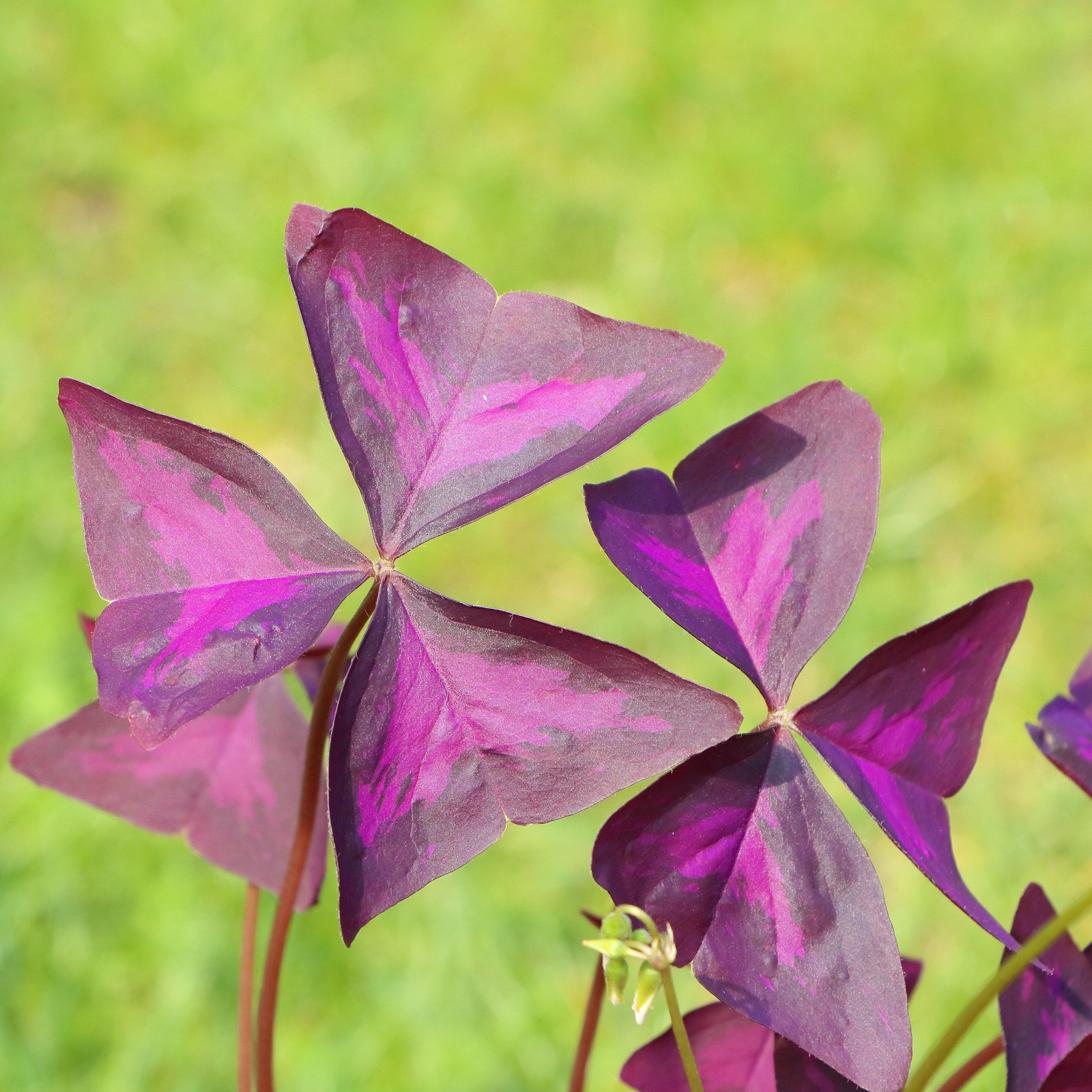 Oxalis Triangularis Purple Shamrocks 20 Plant Bulbs, Easy to Grow