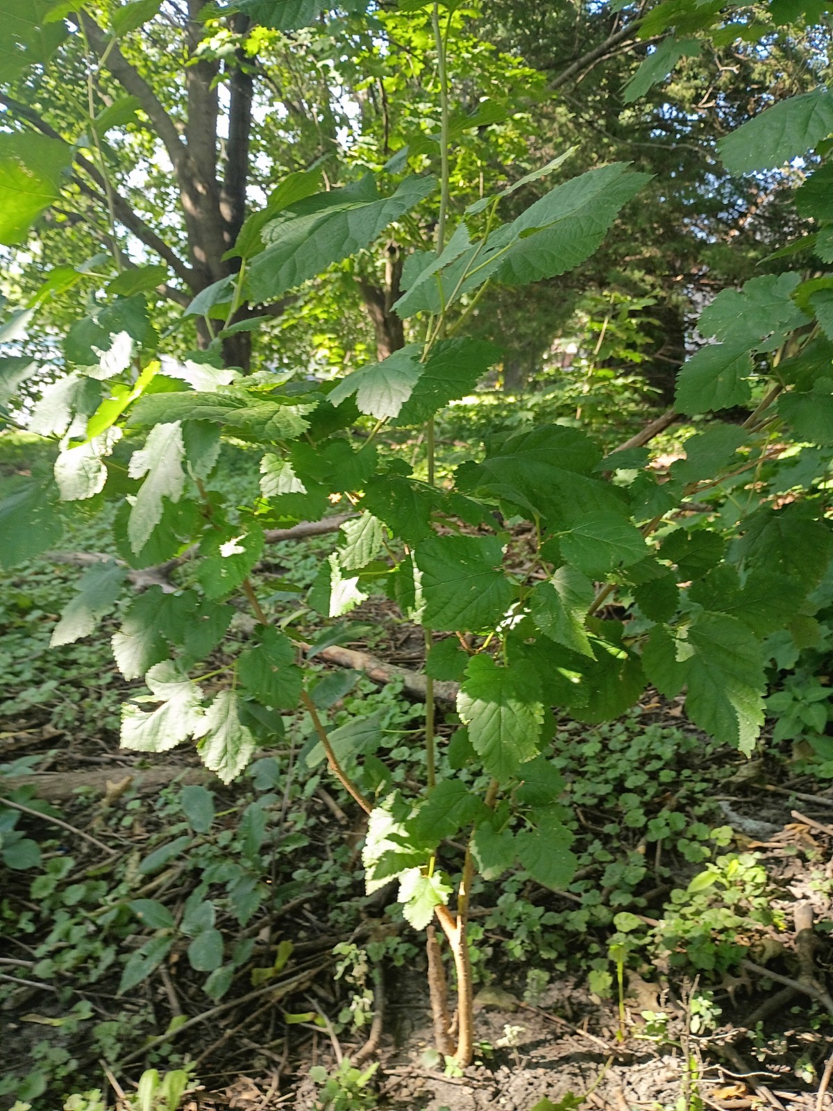 10+HARDWOOD TREE SEEDS: Sugar Maple (Acer Saccharum) US Native