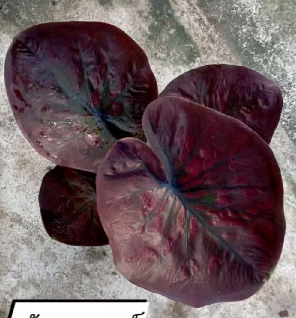 AUTHENTIC Caladium Saturday 1 bulbs
