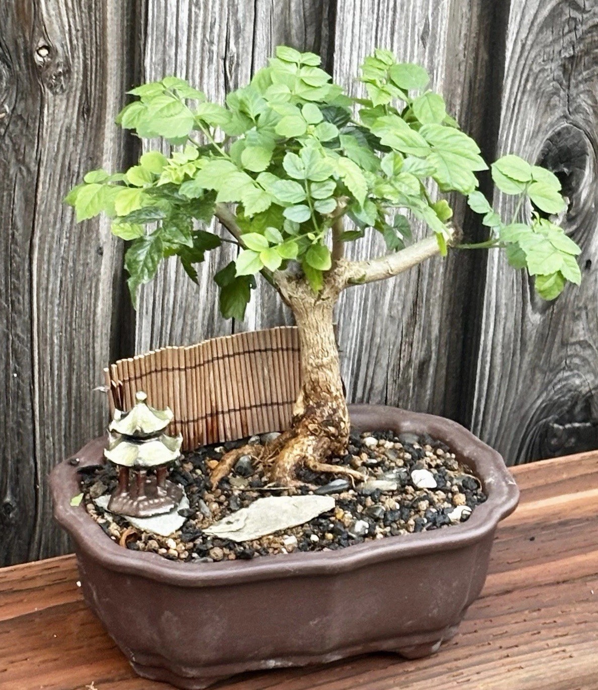 CAPE HONEYSUCKLE BONSAI TREE