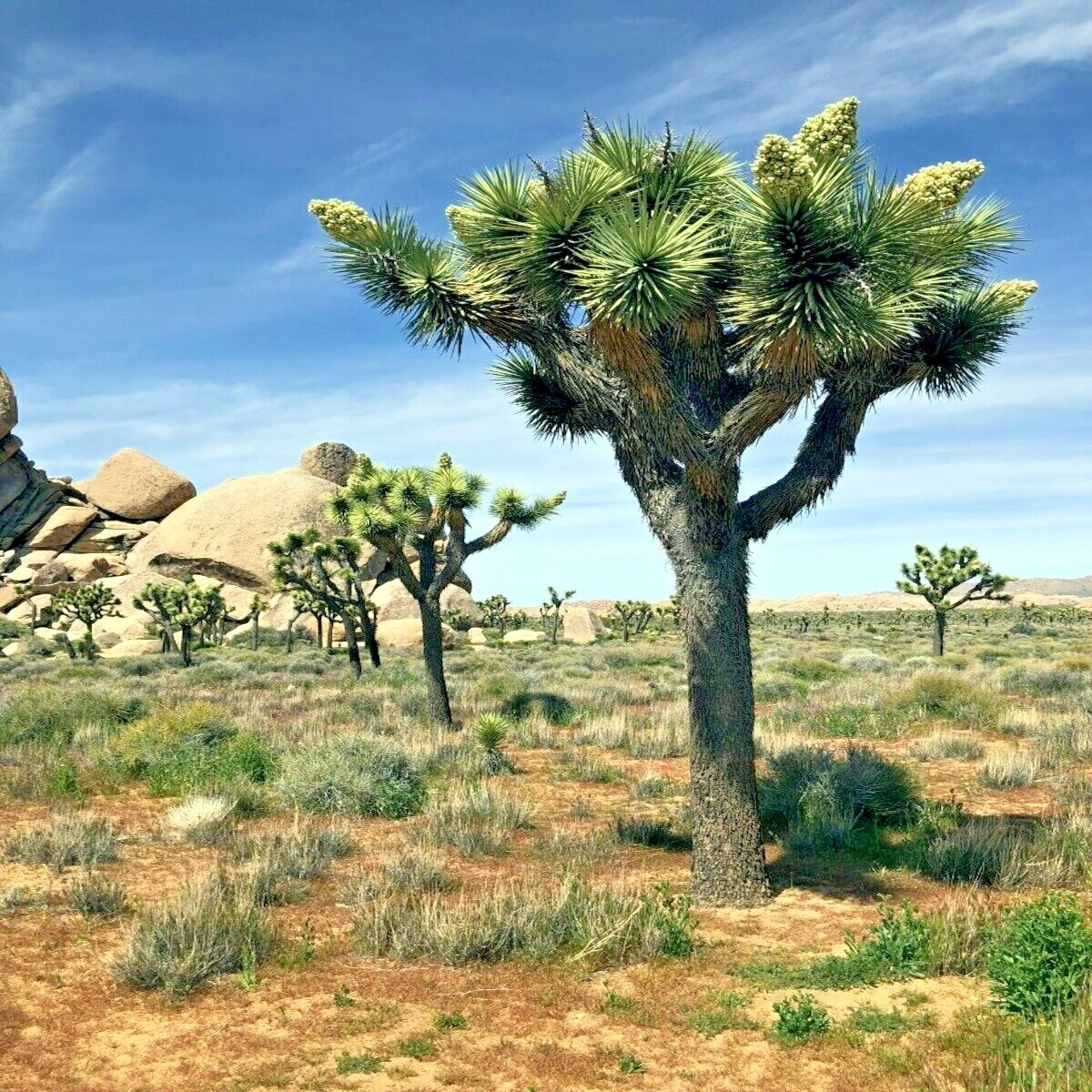 JOSHUA TREE SEEDS “Largest Yucca Plant” Cactus Cacti Succulent Palm Flower RARE!