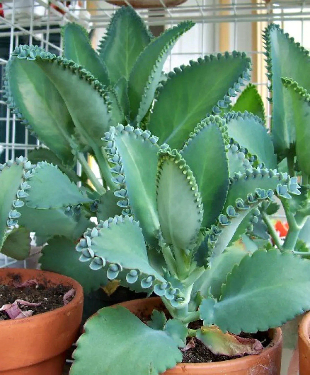 ￼Mother Of 1000 Plant 🪴 Succulent LIVE PLANTS ready to Pot
