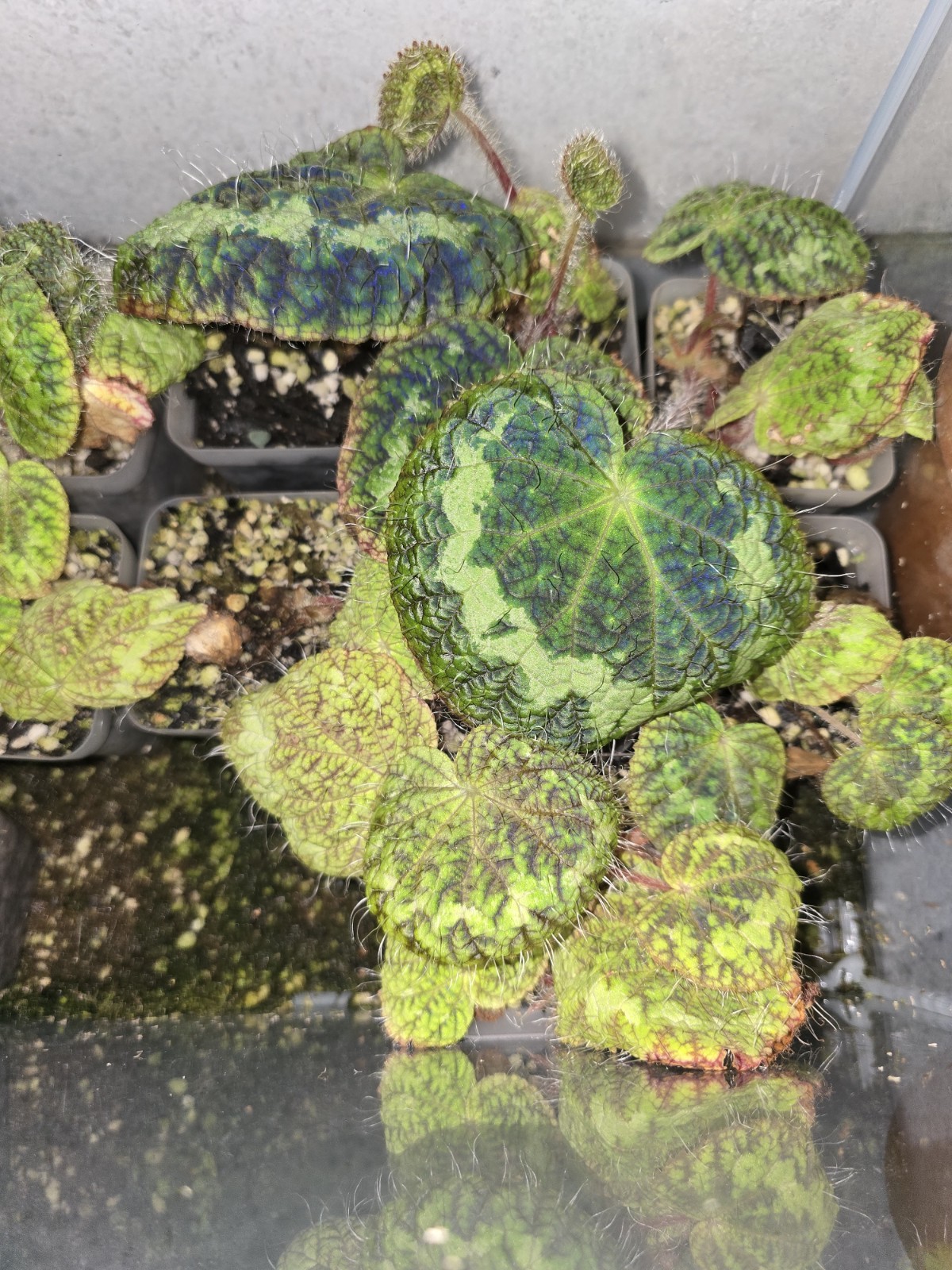 Rare Begonia Sizemoreae Longiciliata In 3 And 4 Inch Pots Fully Rooted