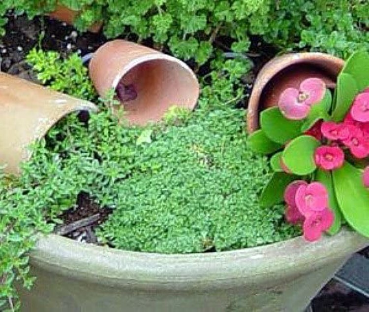 Thyme Elfin Fairy Spicy Fragrance World’s Smallest Outdoor Live Plant 2.5″ Pot