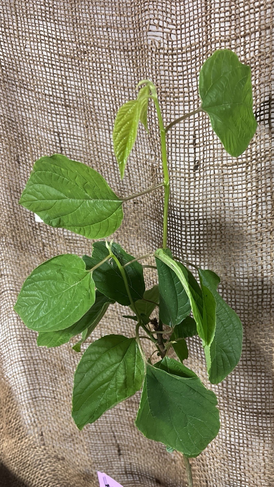 8-12″ tall Japanese Raisin Tree (Hovenia dulcis) plant