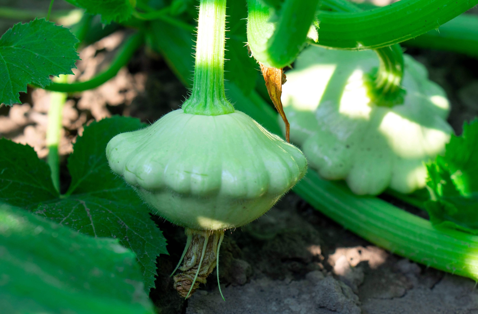 20 Green Tint BUSH SCALLOP SQUASH Patty Pan Cucurbita Pepo Vegetable Seeds