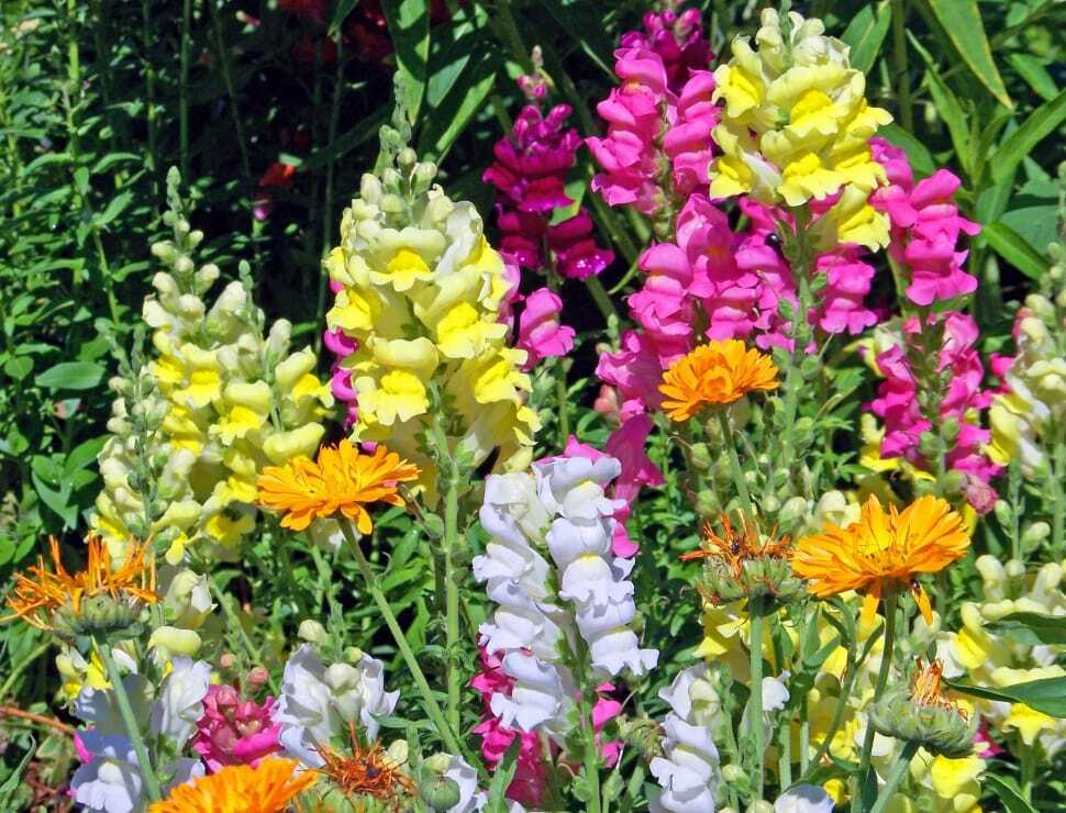 Fairy Bouquet Mixed Snapdragon Seeds – Beautiful Flowers – Multiple Quantities
