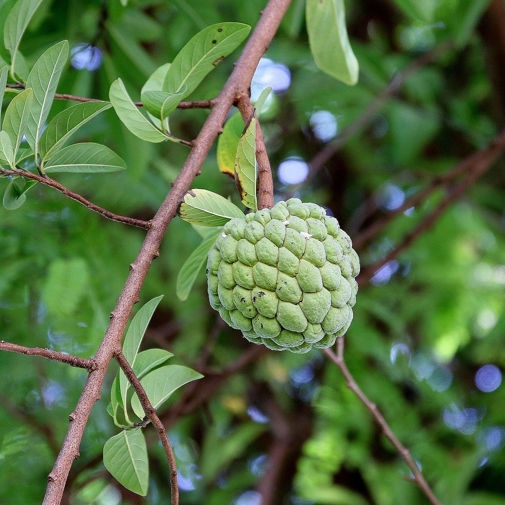 Annona squamosa Sugar Apple 10 seeds
