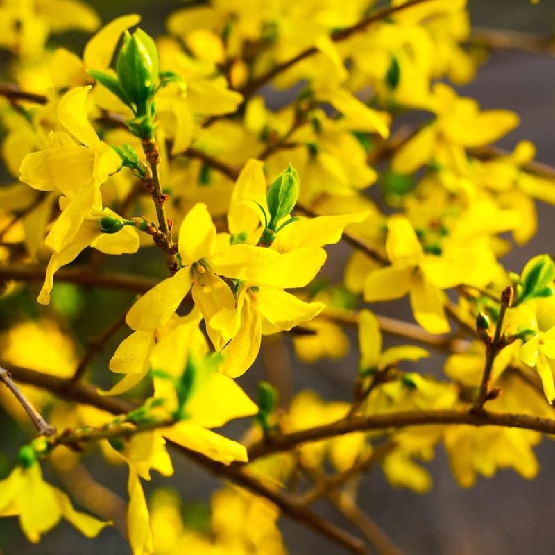 Lynwood Gold Forsythia Bush 6-12 Inch Tall, Fragrant Flower in Pot