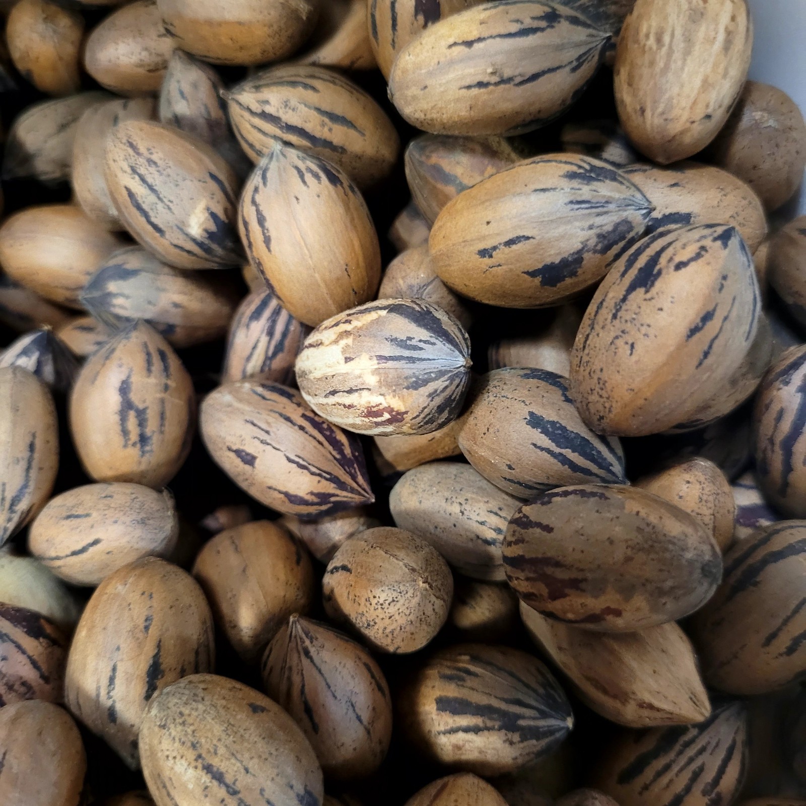 Pecan tree seeds from SW Pennsylvania Organically grown -stratify until February