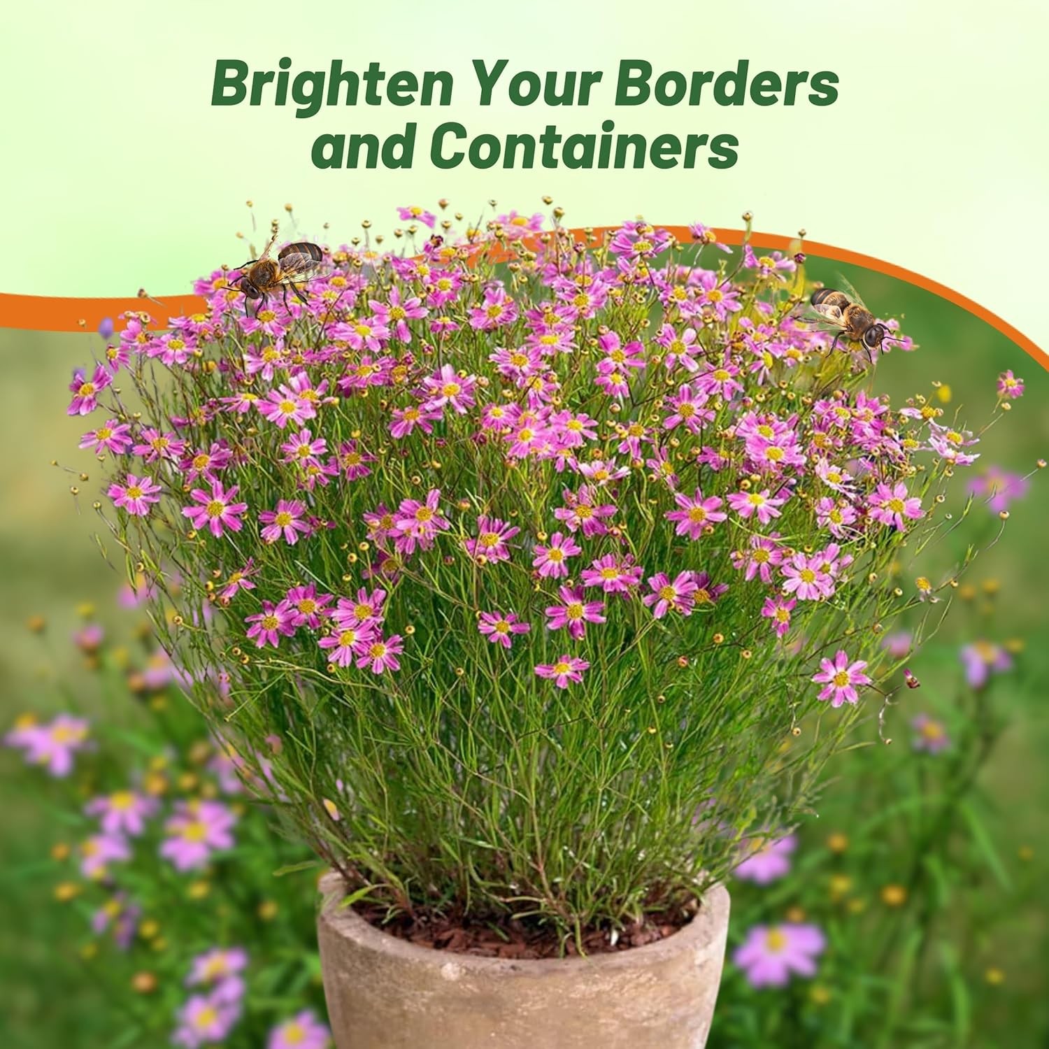 500 Seeds Coreopsis Rosea American Dream Xeriscape Garden Flower Seeds