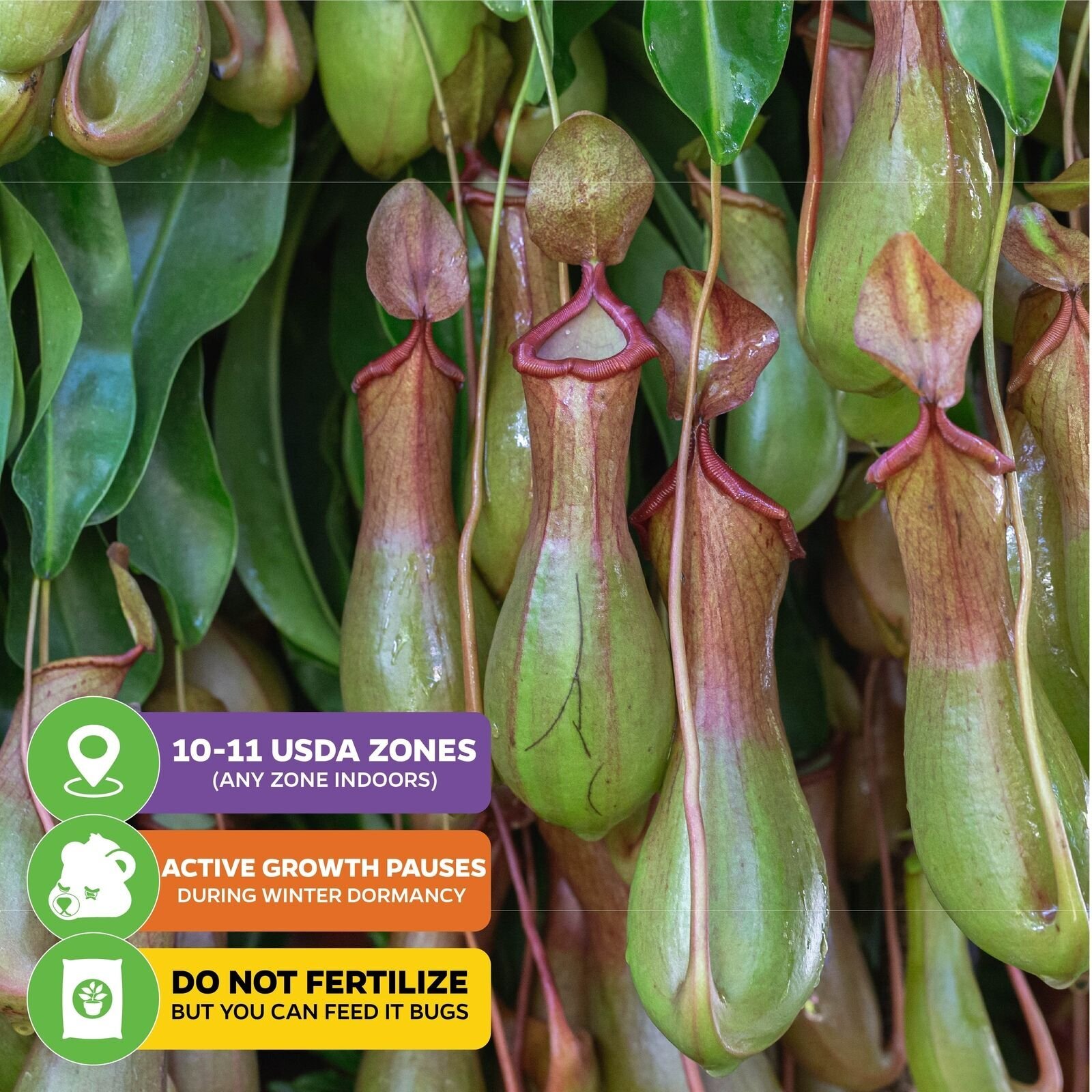 Miranda Carnivorous Pitcher Plant – Nepenthes miranda