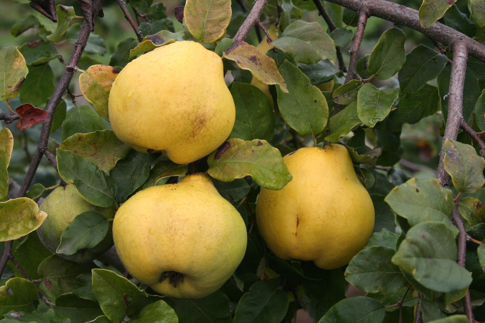 30-40” tall Cydonia Provence Quince rooted 1-2 year old plant