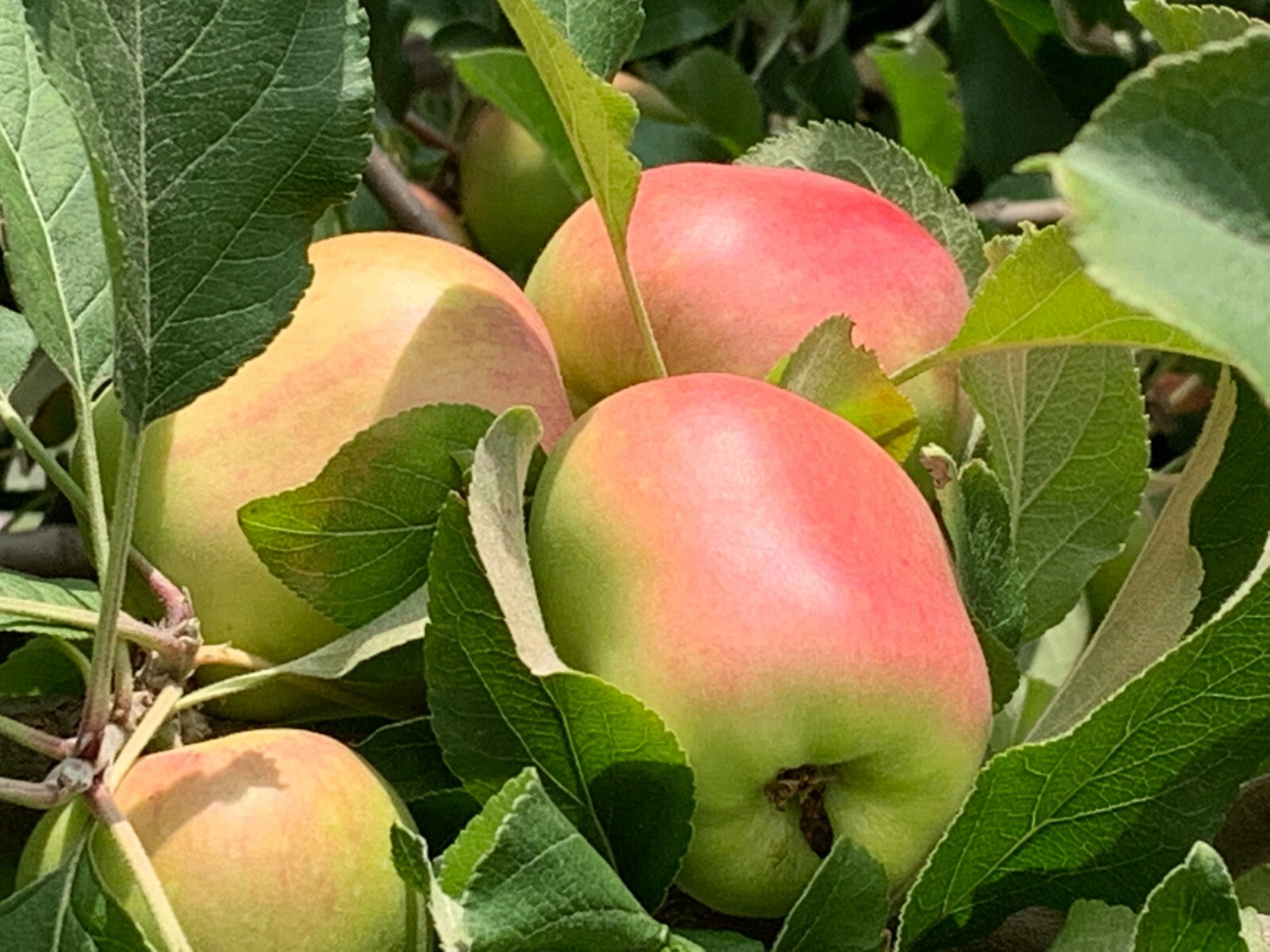 5 Anna Apple STICK CUTTINGS with BUD for GRAFTING or Planting