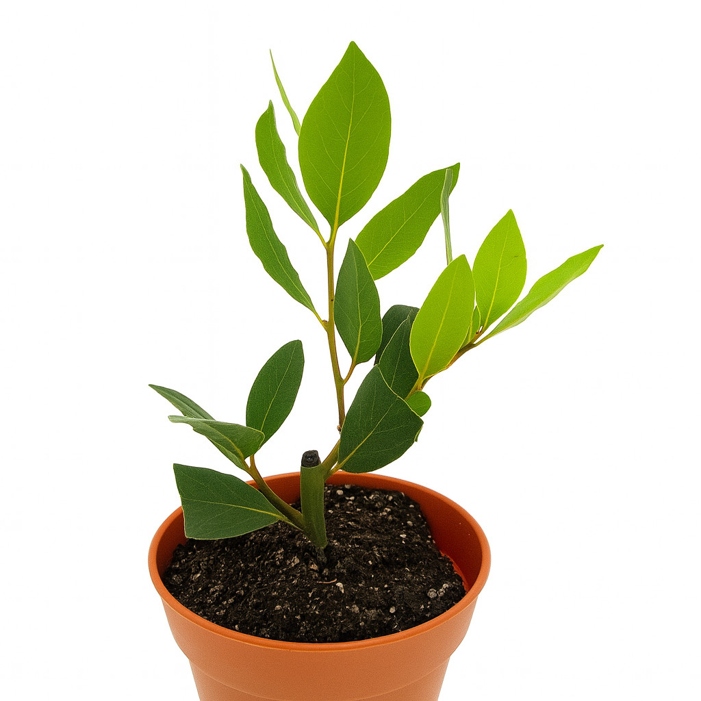 Laurus nobilis – ‘Bay Leaf Tree’ – Bay Laurel or Sweet Bay