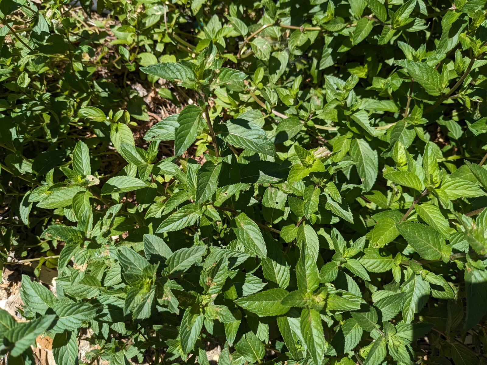 Spearmint, Peppermint Plants