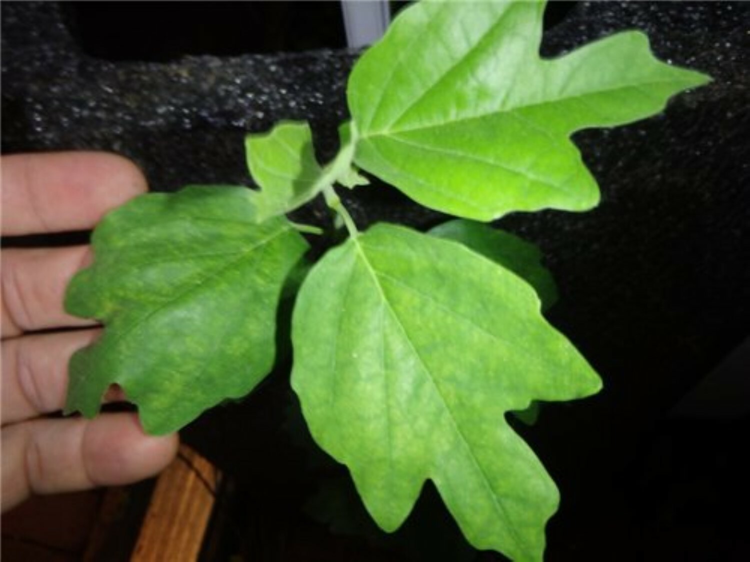 2-3 ft. Che Seedless plant, Chinese Mulberry 1 year old, grafted, Cudrania