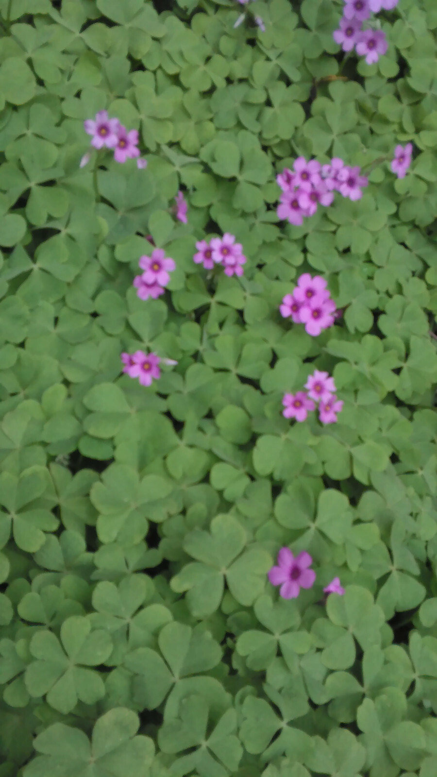 25 Pink Oxalis Wood Sorrel Bulbs- Fresh & Ready To Plant