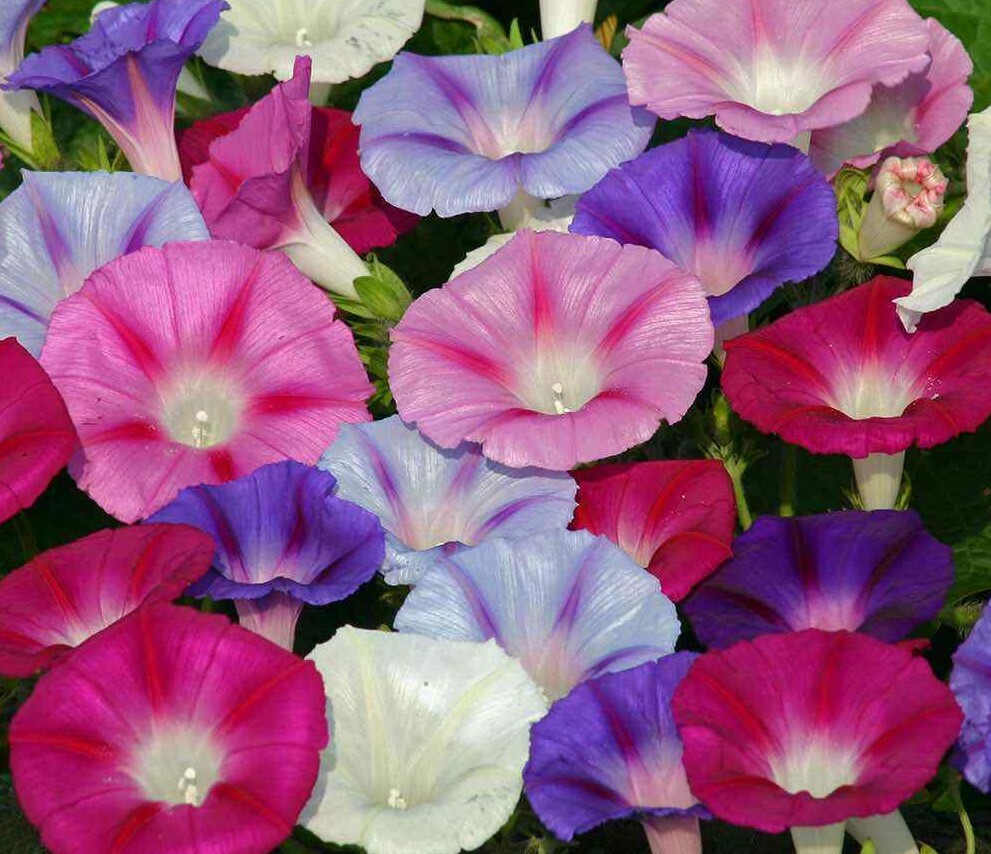 Morning Glory Mixed Seeds 30+ Flower USA FREE SHIPPING CLIMBING VINES