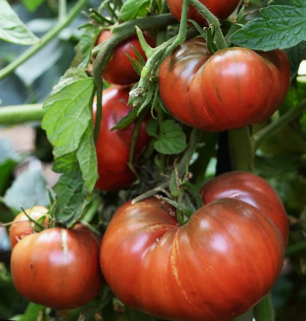 Cherokee Purple Tomato Seeds – For 2025 Planting Heirloom Beefsteak Native Large