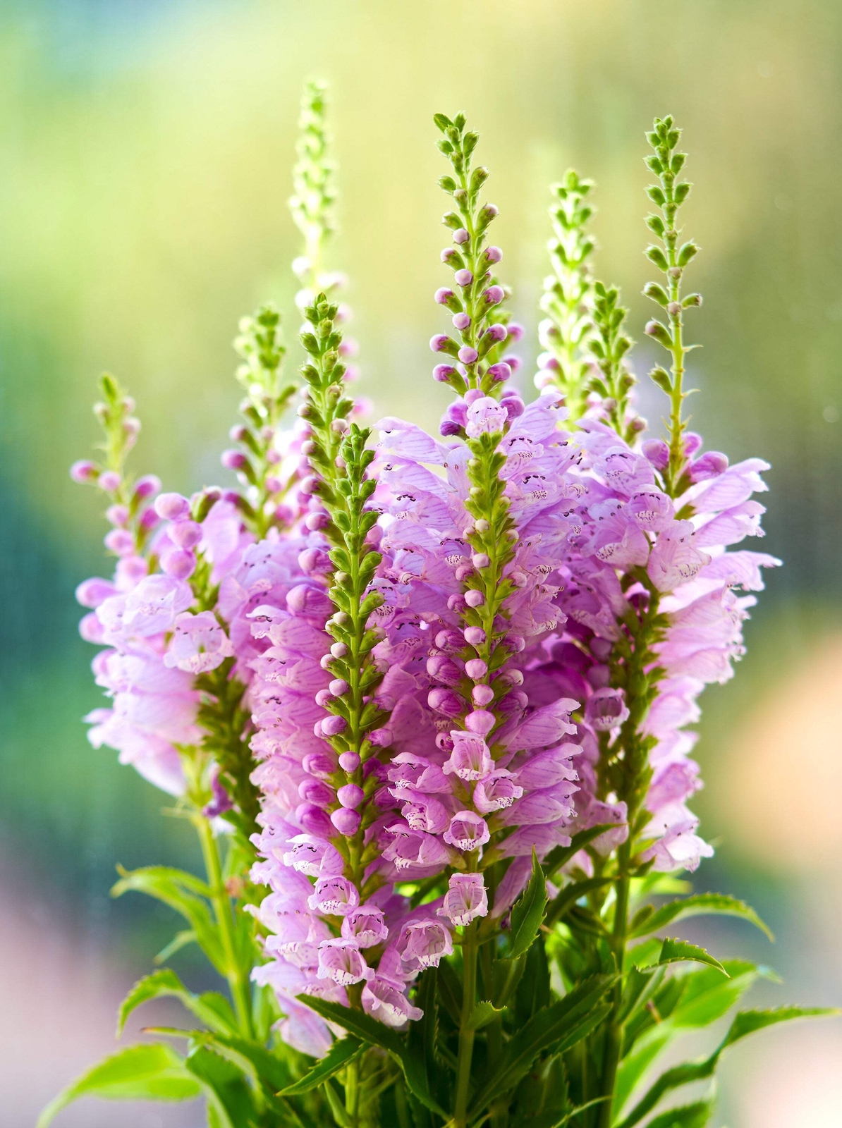 50 PINK Showy OBEDIENT PLANT False DragonHead Physostegia Virginiana Flower Seed