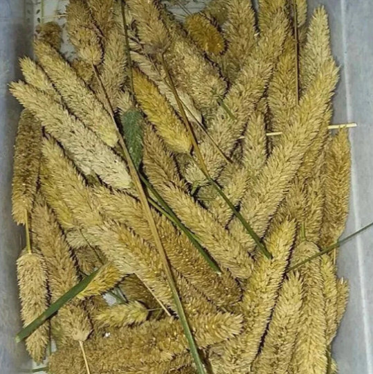 Legume and Grass Companion Plant Mix – Acacia, Desmanthus, Phalaris