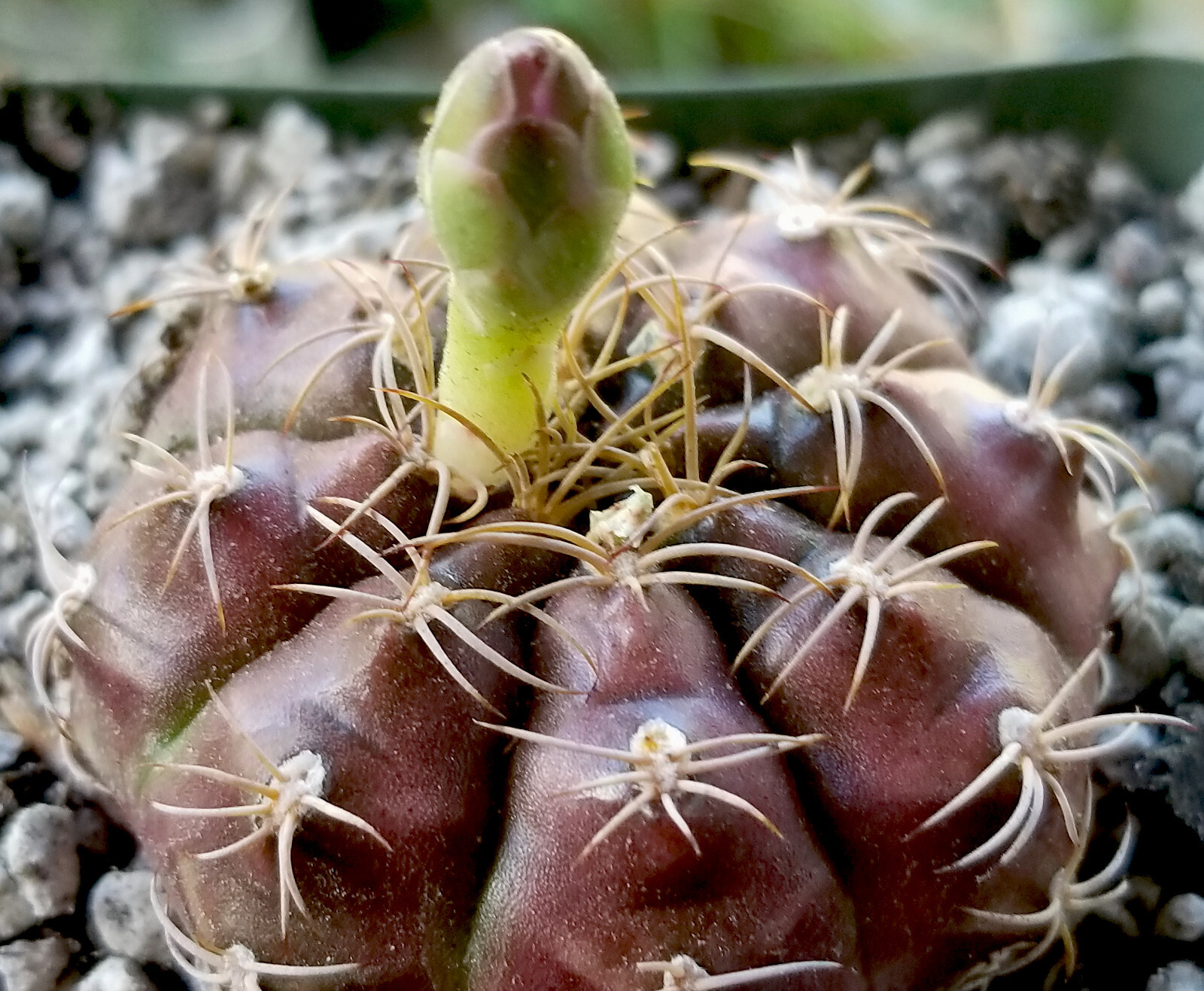 Gymnocalycium Damsii v Tucavocense – Body Changes from Pink to Purple to Green