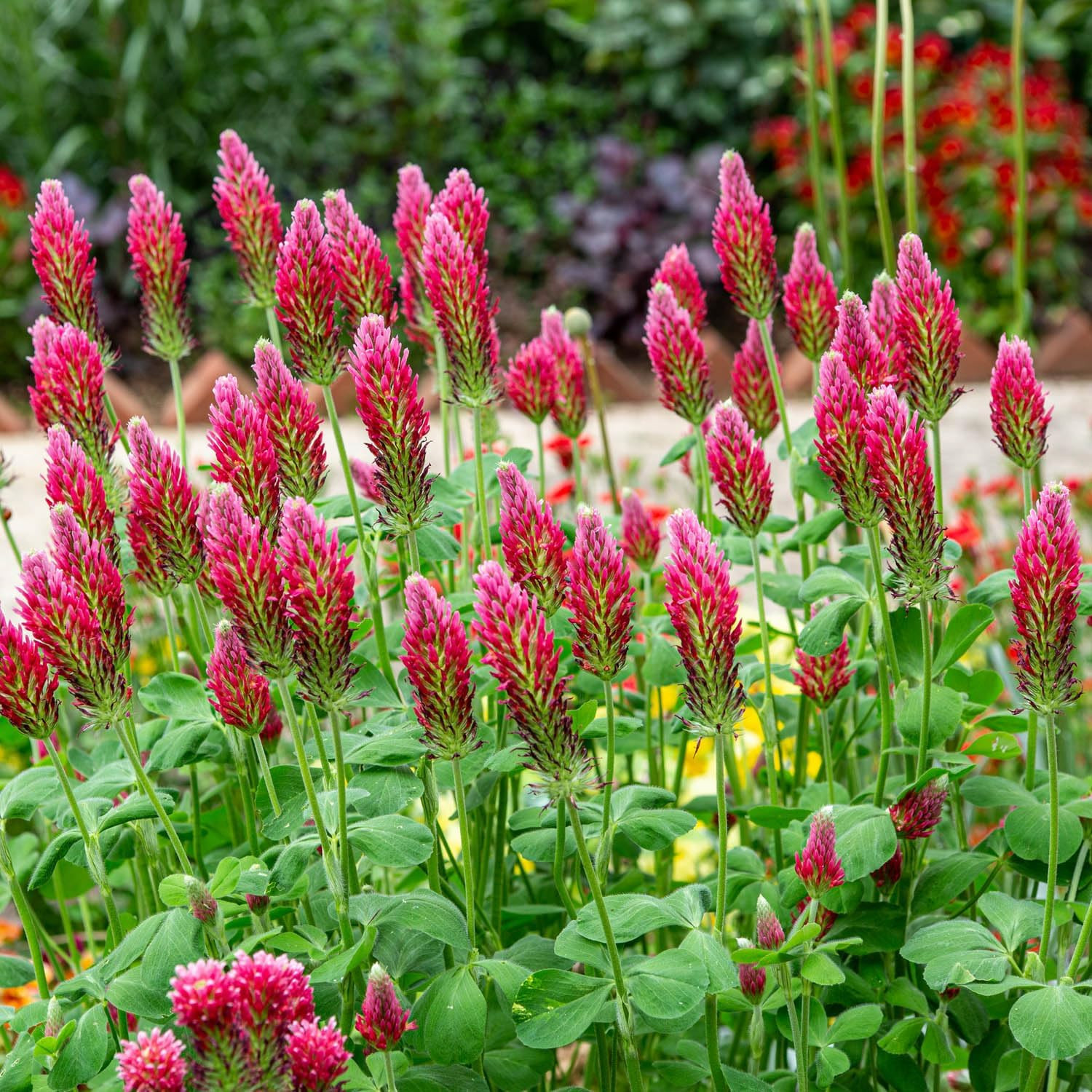 Crimson Clover Seeds – 10 Lbs. Annual, Nitrocoated, & Inoculated