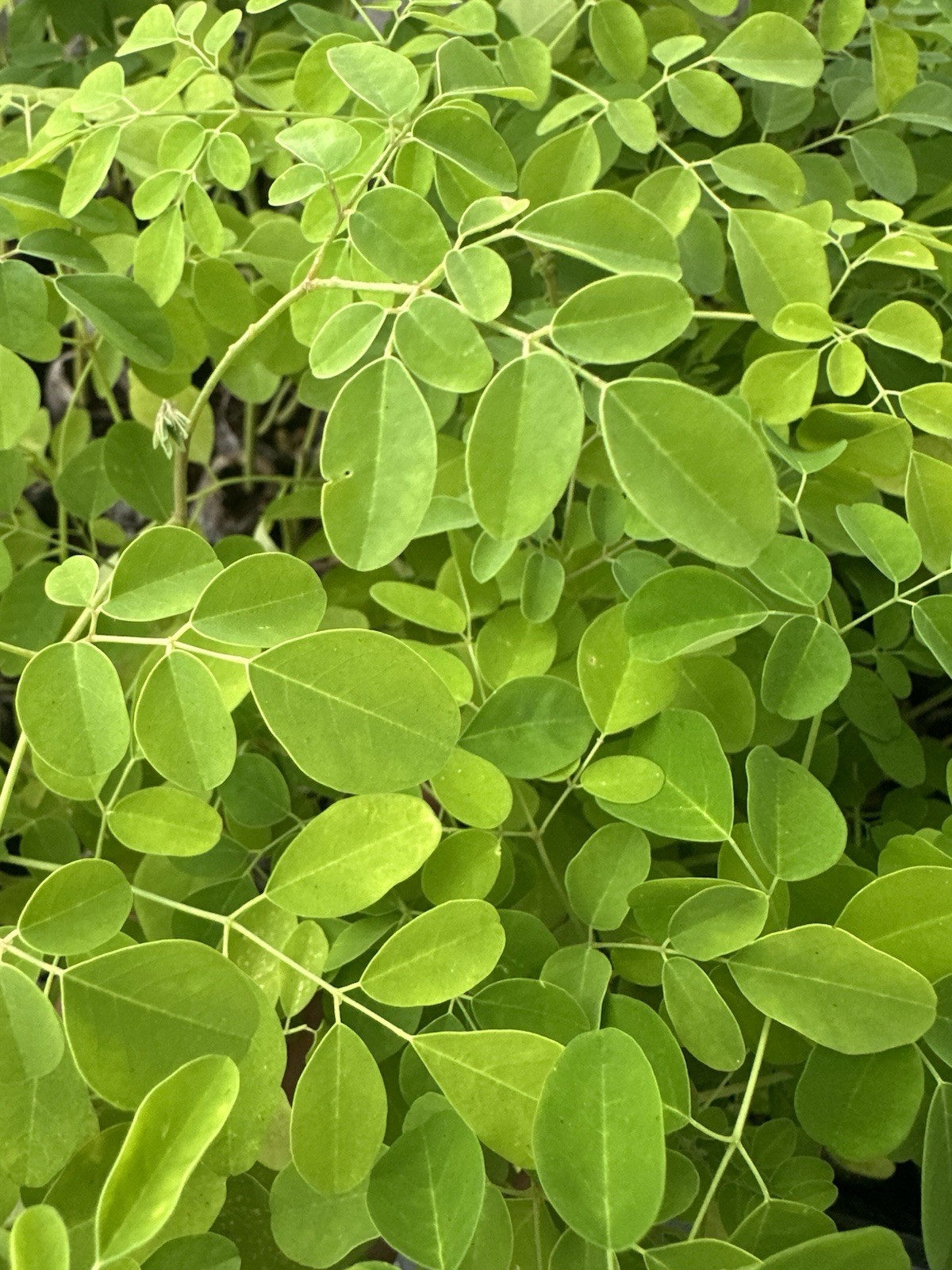 10 Moringa Oleifera Seeds Organic Drumstick Tree Miracle Tree Fast Growing Seeds