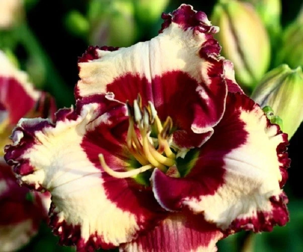 2 Double Bareroot Fans Marilyn Monroe Daylily