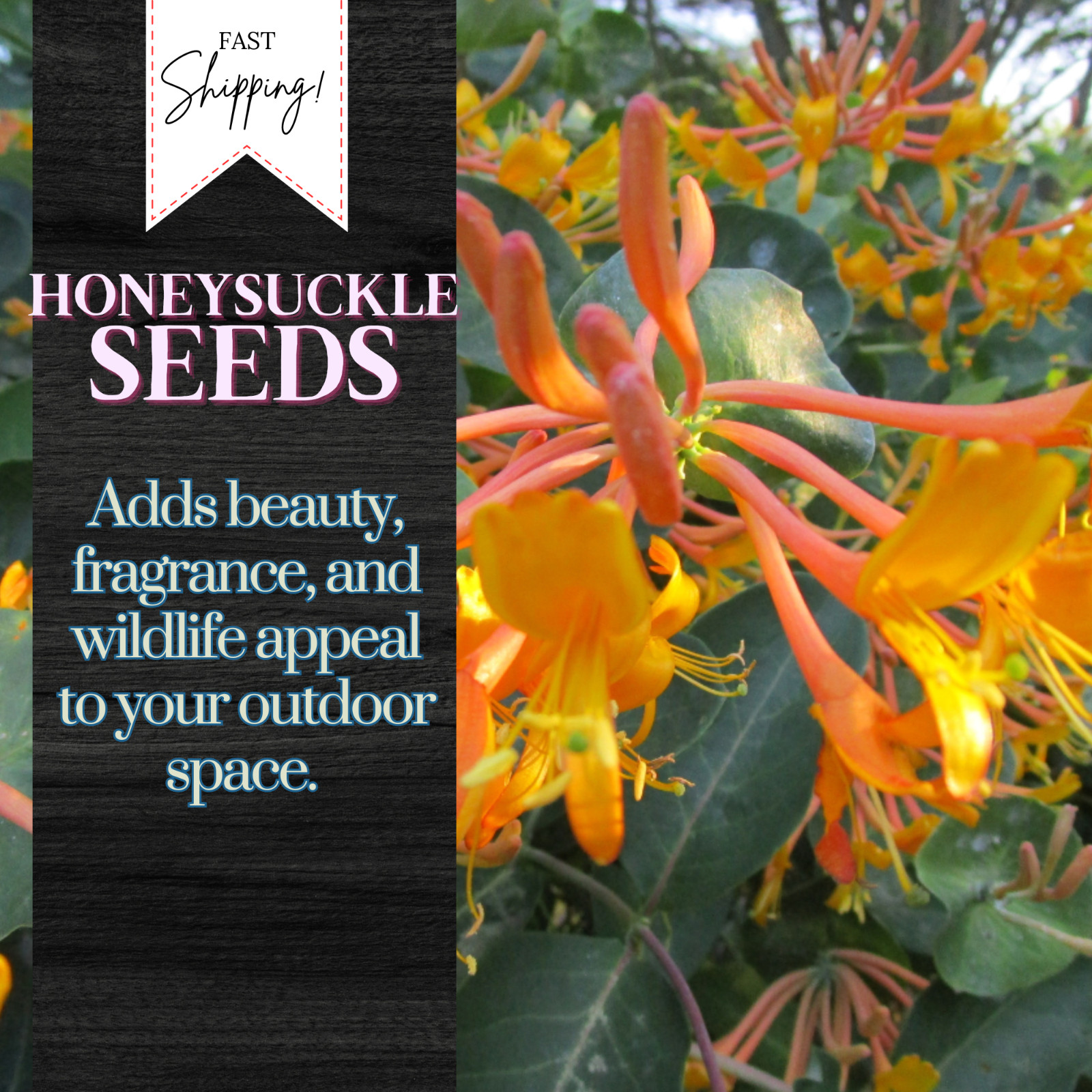65 Honeysuckle Vine Seeds, USA Seller Free Shipping Shrub Seeds Fragrant