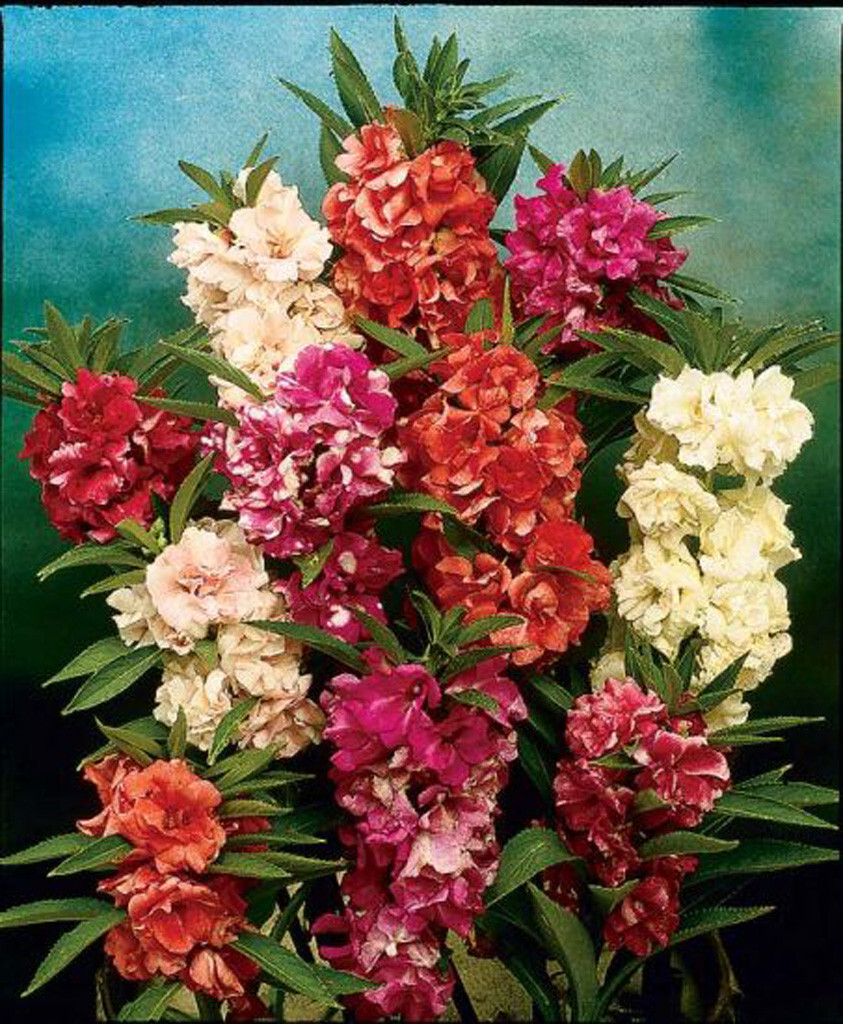 100 SEEDS – balsam CAMELLIA – camelia FLOWERED – GroCo USA – BUY 15-SHIPS FREE