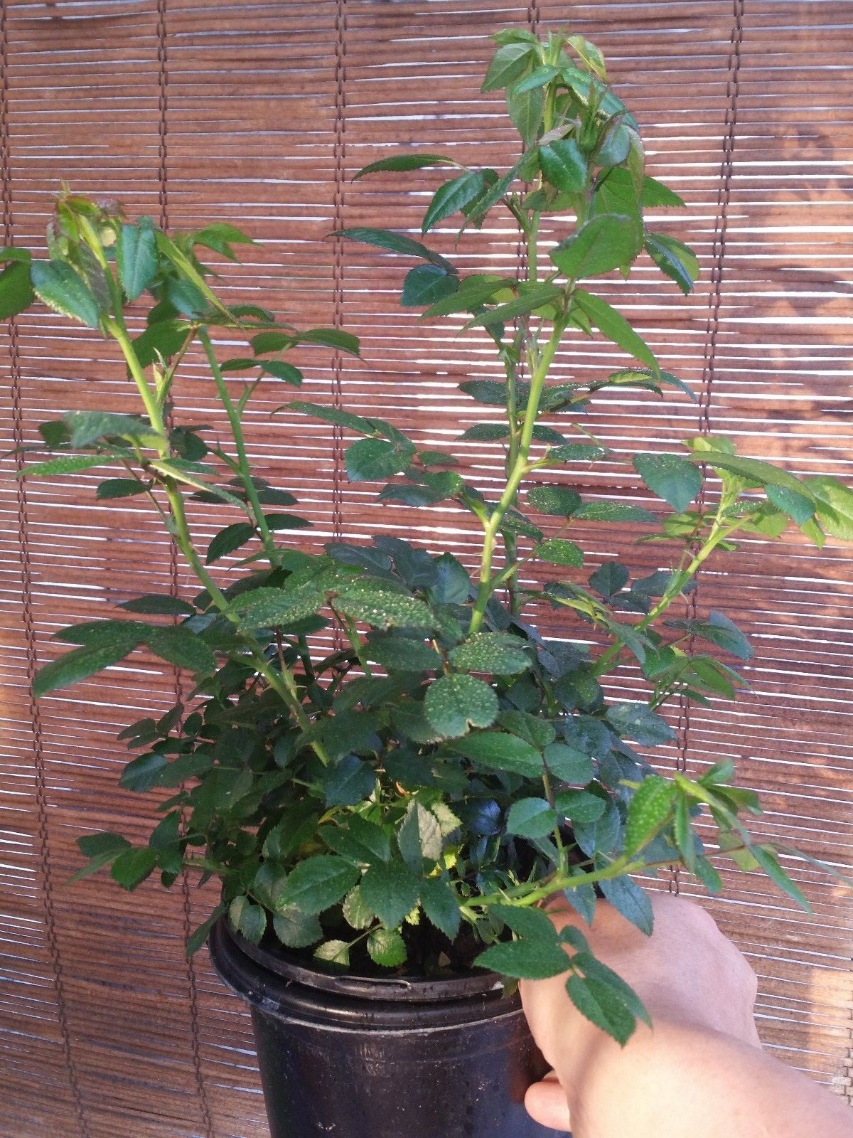 Miniature Rose Live Plants