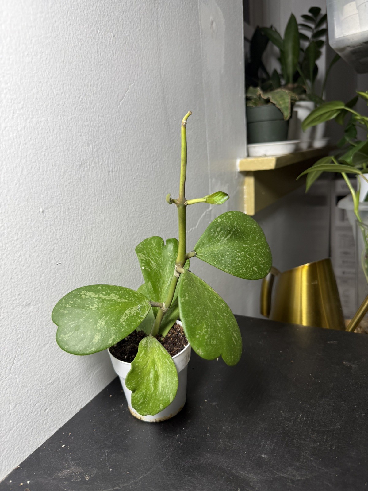Hoya Kerrii Silver – Fully Established Plant