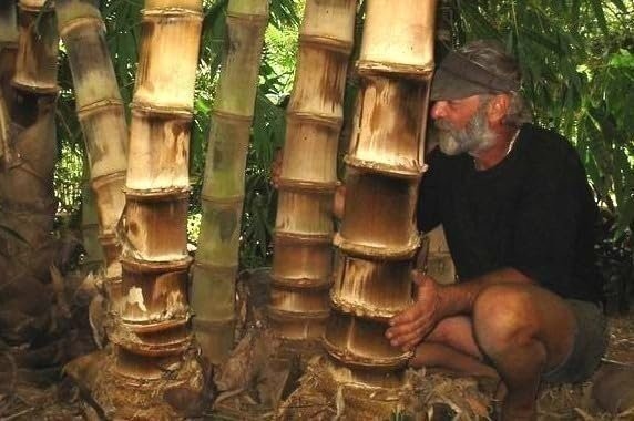 Dendrocalamus Asper Hitam Black Bamboo | Live Plants | Exotic Tropical Decor…