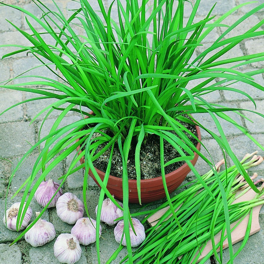 Purple Garlic Chives Plants Bare Root the Strongest Fragrant vs White Herb 紫根韭菜